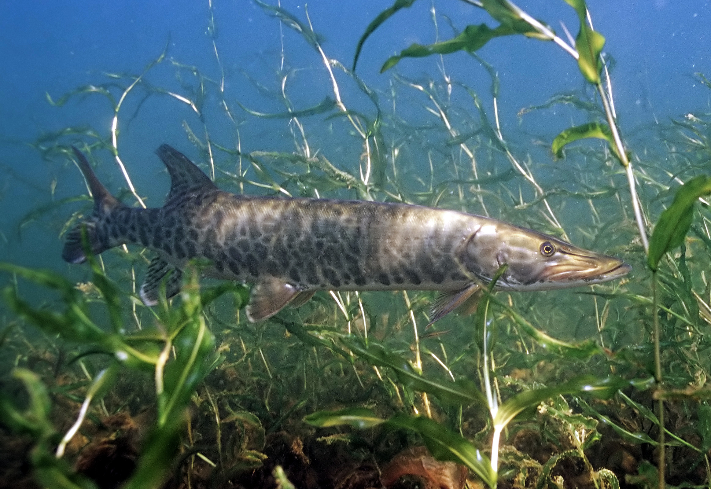 Esox_masquinongyeditcrop
